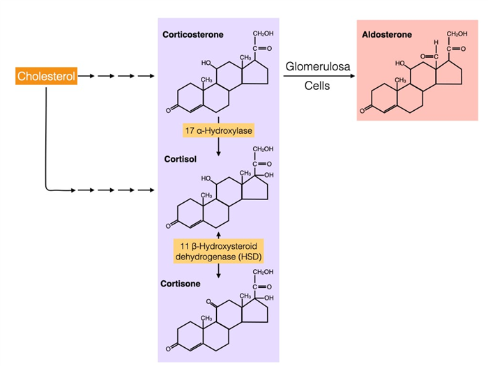Cortisol and aldosterone are structurally similar and produced by the same biochemical pathway.