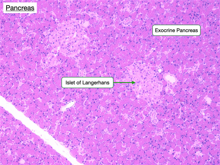 Cells in the endocrine pancreas secrete glucagon (α), insulin (β) or somatostatin (δ).
