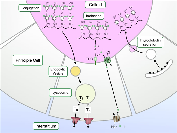 Thyroid cells synthesize thyroglobulin and promote its iodination and digestion to produce T3 and T4.
