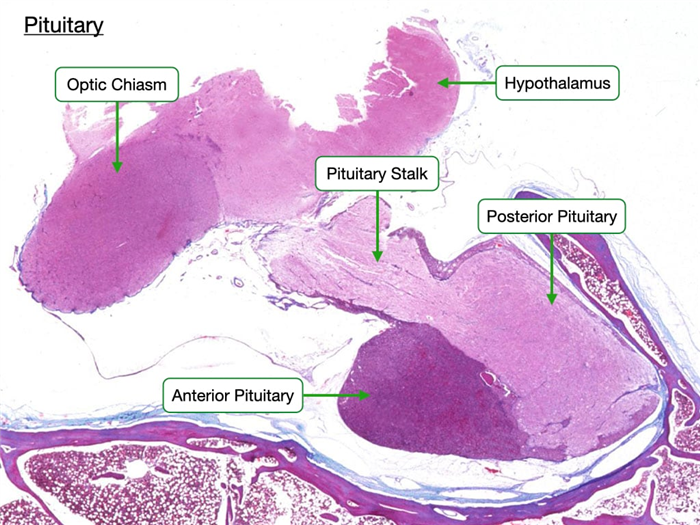 The anterior pituitary is highly cellular while the posterior pituitary connects to the hypothalamus.