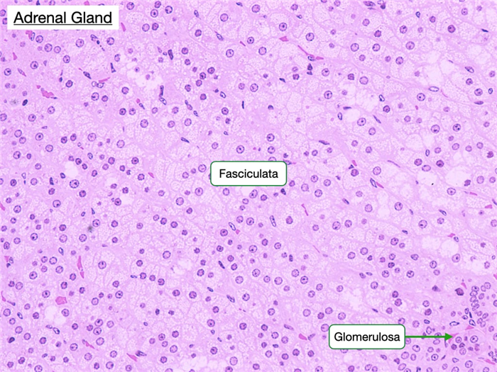 Cells in the fasciculata secrete glucocorticoids and stain more lightly than glomerulosa.