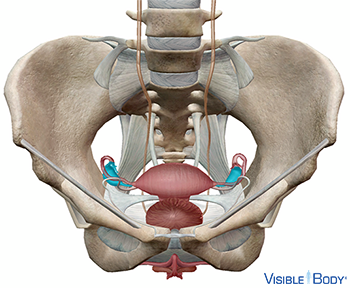 Model of the female reproductive system in context with the pelvis