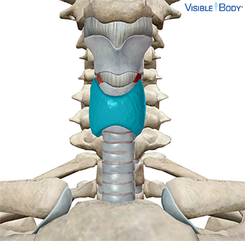 Thyroid highlighted in the context of the neck