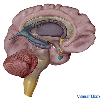 Cross section of the brain with the pituitary gland highlighted