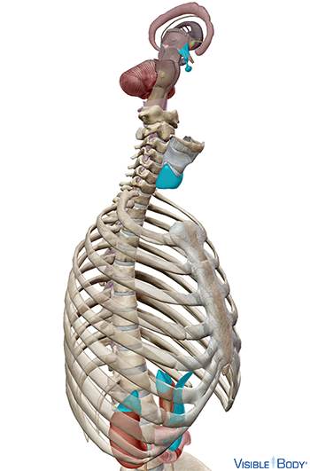 View of the primary endocrine organs in the context of the rib cage and spine