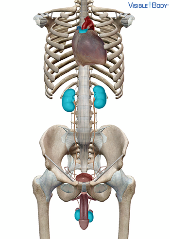 Various endocrine organs highlighted in their locations thoughout the body