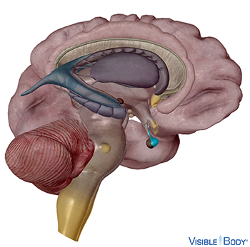 Side view of the pituitary gland located at the bottom of a computer generated model of the brain