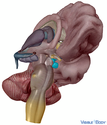 The pituitary gland highlighted at the bottom of a computer generated model of the brain
