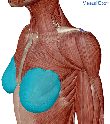Muscular system with the location of the mammary glands highlighted