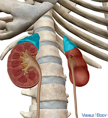 Cross section of the kidneys in the context of the skeletal system