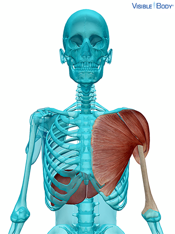 Model of the human skeleton, the liver, and the muscles around the shoulder