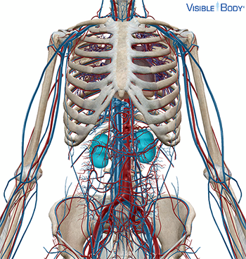 Circulatory system with the kidneys highlighted