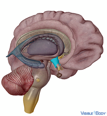 The hypothalamus highlighted in the context of one hemisphere of the brain