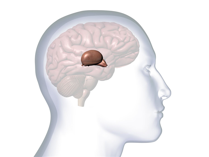 Profile of Male Head with Thalamus, Hypothalamus and Pineal Gland Anatomy