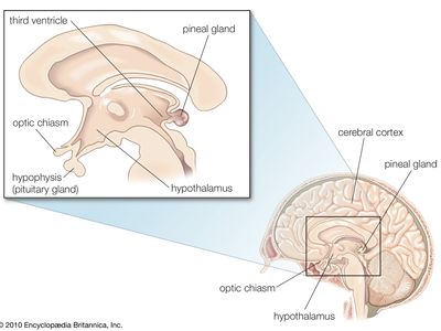 human pineal gland