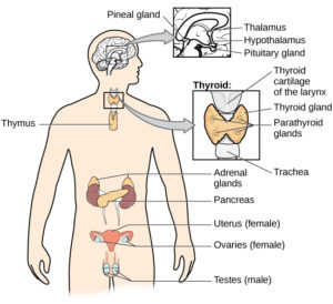 A diagram of the human body illustrates the locations of the thymus, several parts within the brain (pineal gland, thalamus, hypothalamus, pituitary gland), several parts within the thyroid (cartilage of the larynx, thyroid gland, parathyroid glands, trachea), the adrenal glands, pancreas, uterus (female), ovaries (female), and testes (male).