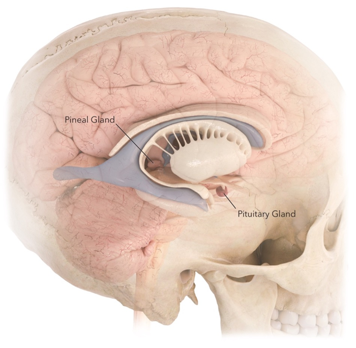  Figure 1. The pituitary gland is a small round structure located at the base of the brain. 