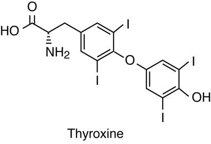 Structure of Thyroxine