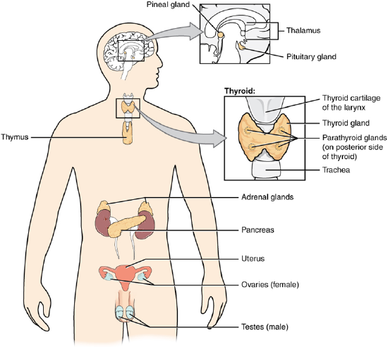 This diagram shows the endocrine glands and cells that are located throughout the body. The endocrine system organs include the pineal gland and pituitary gland in the brain. The pituitary is located on the anterior side of the thalamus while the pineal gland is located on the posterior side of the thalamus. The thyroid gland is a butterfly-shaped gland that wraps around the trachea within the neck. Four small, disc-shaped parathyroid glands are embedded into the posterior side of the thyroid. The adrenal glands are located on top of the kidneys. The pancreas is located at the center of the abdomen. In females, the two ovaries are connected to the uterus by two long, curved, tubes in the pelvic region. In males, the two testes are located in the scrotum below the penis.