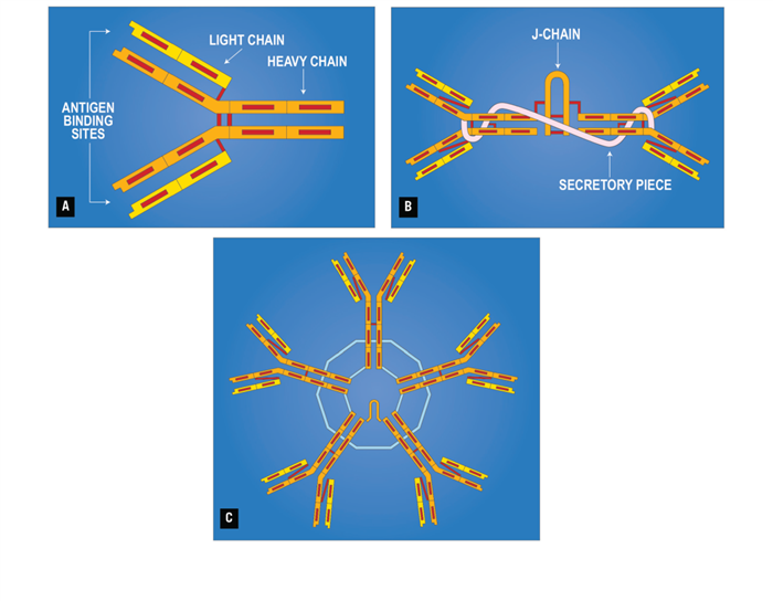 Immunoglobulin Structure