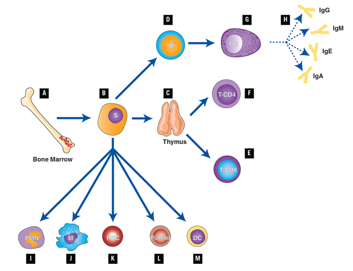 Cells of the Immune System