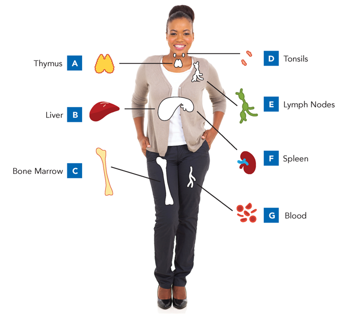 Major Organs of the Immune System