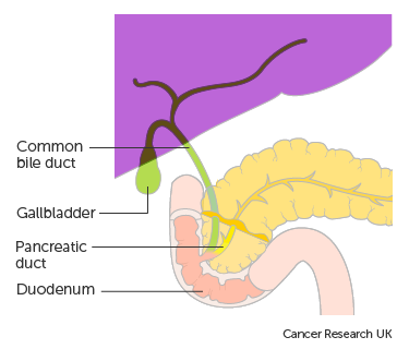 Diagram showing the position of the pancreatic duct in the head of the pancreas