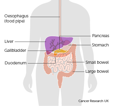Diagram showing where the pancreas is in the body in relation to the other organs. This includes the stomach, liver, bowel and gallbladder.
