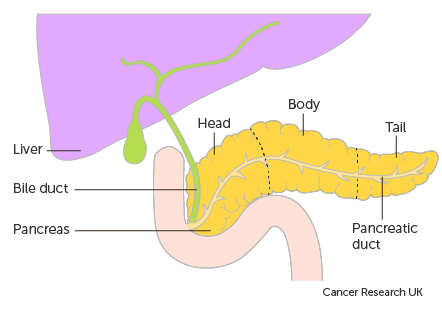 Diagram showing 3 parts of the pancreas