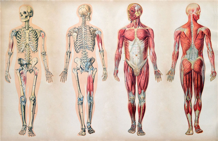 Human body | Organs Systems Structure Diagram & Facts