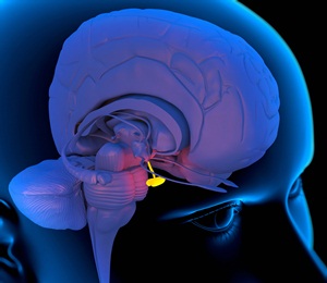 Computer artwork of a person's head showing the left hemisphere of the brain inside. The highlighted area (centre) shows the pituitary gland attached to the bottom of the hypothalamus at the base of the brain.