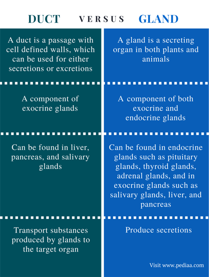 Difference Between Duct and Gland - Comparison Summary