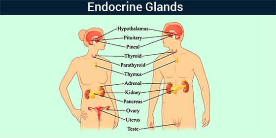 Functions of Endocrine Glands