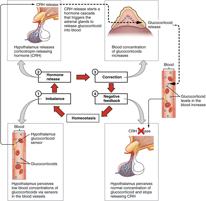 Illustration showing negative feedback loop, with labels.