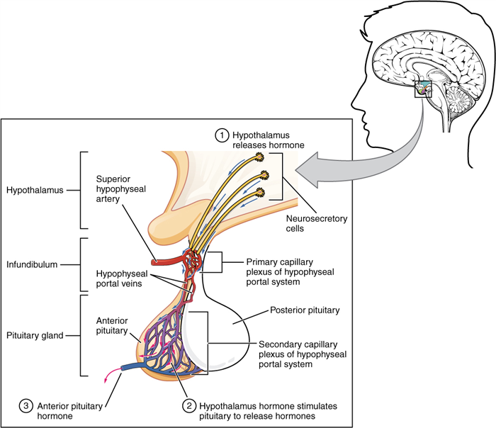 Illustration showing enlarged view of posterior pituitary with labels.